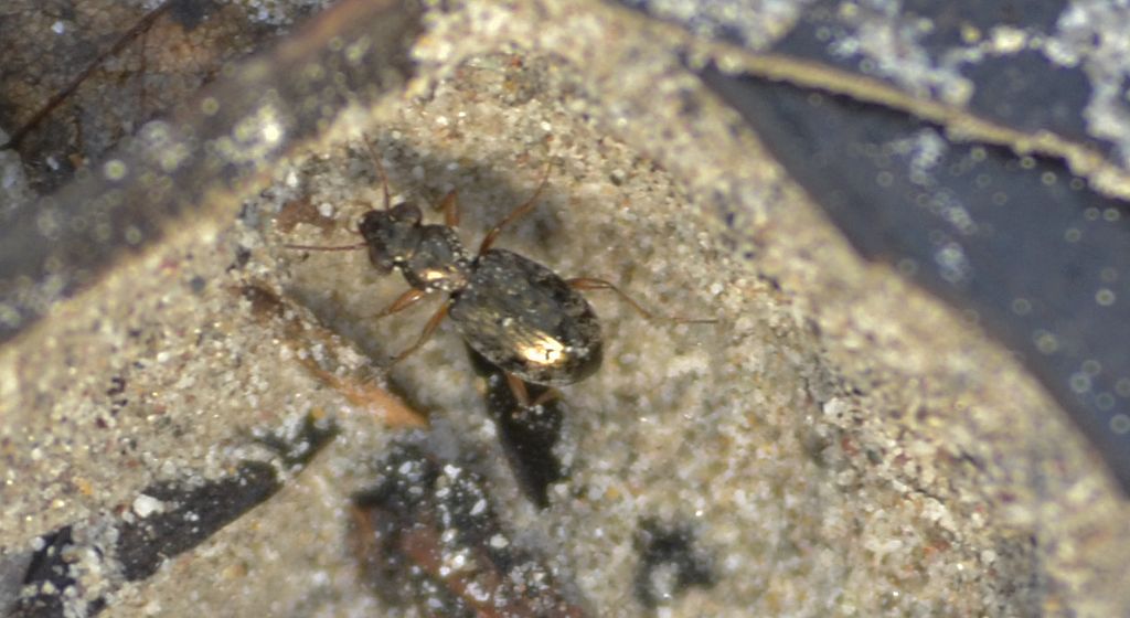 Asaphidion  gr. flavipes